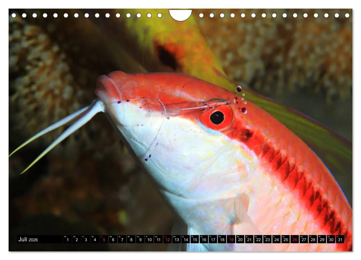 Bild: 9783457724101 | Rotes Meer Unterwasser (Wandkalender 2026 DIN A4 quer), CALVENDO...