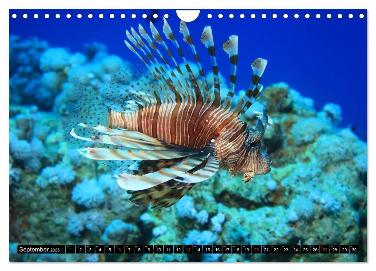 Bild: 9783457724101 | Rotes Meer Unterwasser (Wandkalender 2026 DIN A4 quer), CALVENDO...