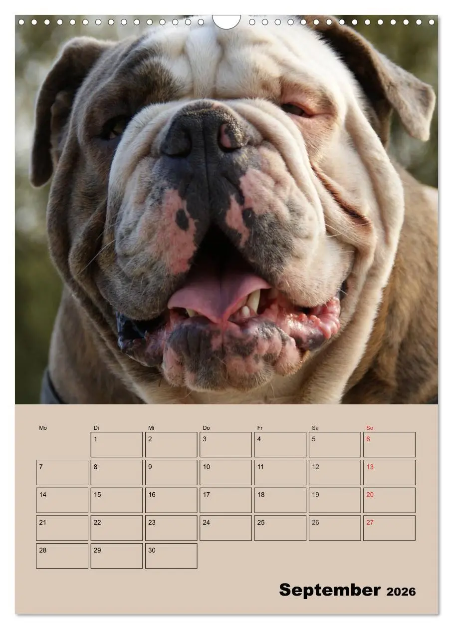 Bild: 9783516434101 | Bulldoggen-Gesichter (Wandkalender 2026 DIN A3 hoch), CALVENDO...