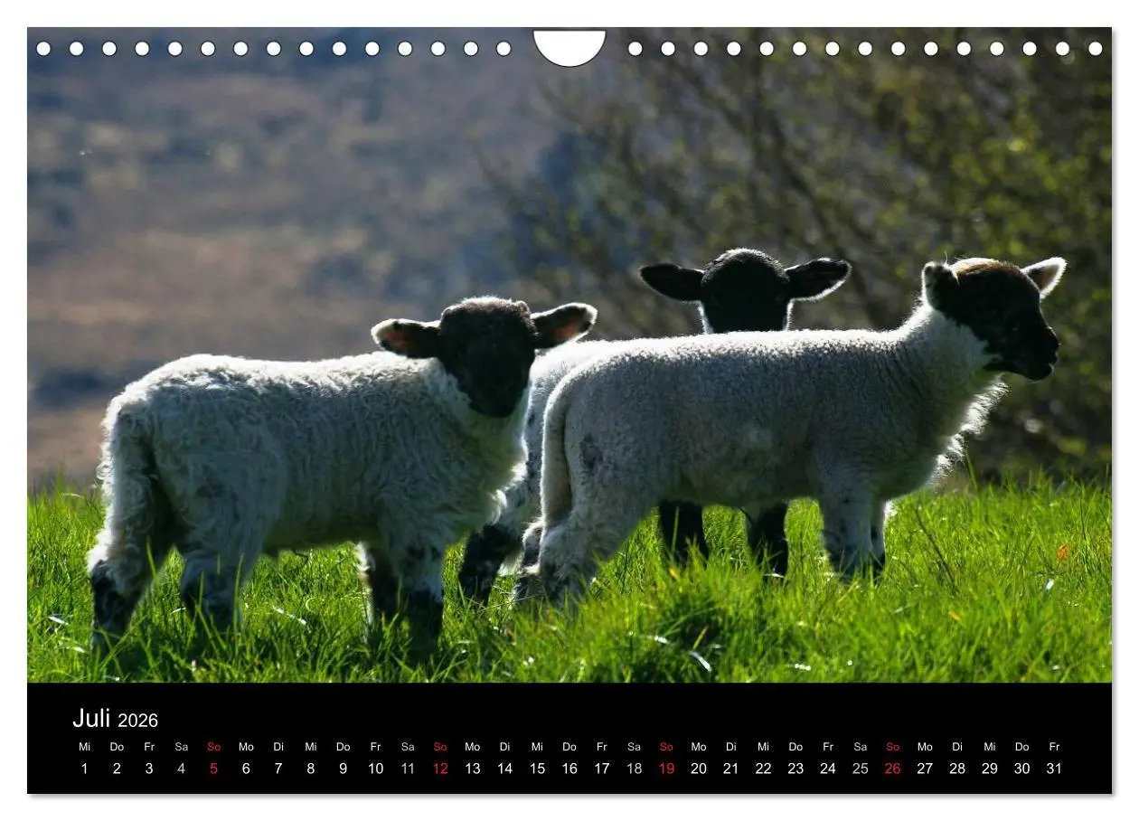 Bild: 9783516114201 | Irland County Cork (Wandkalender 2026 DIN A4 quer), CALVENDO...