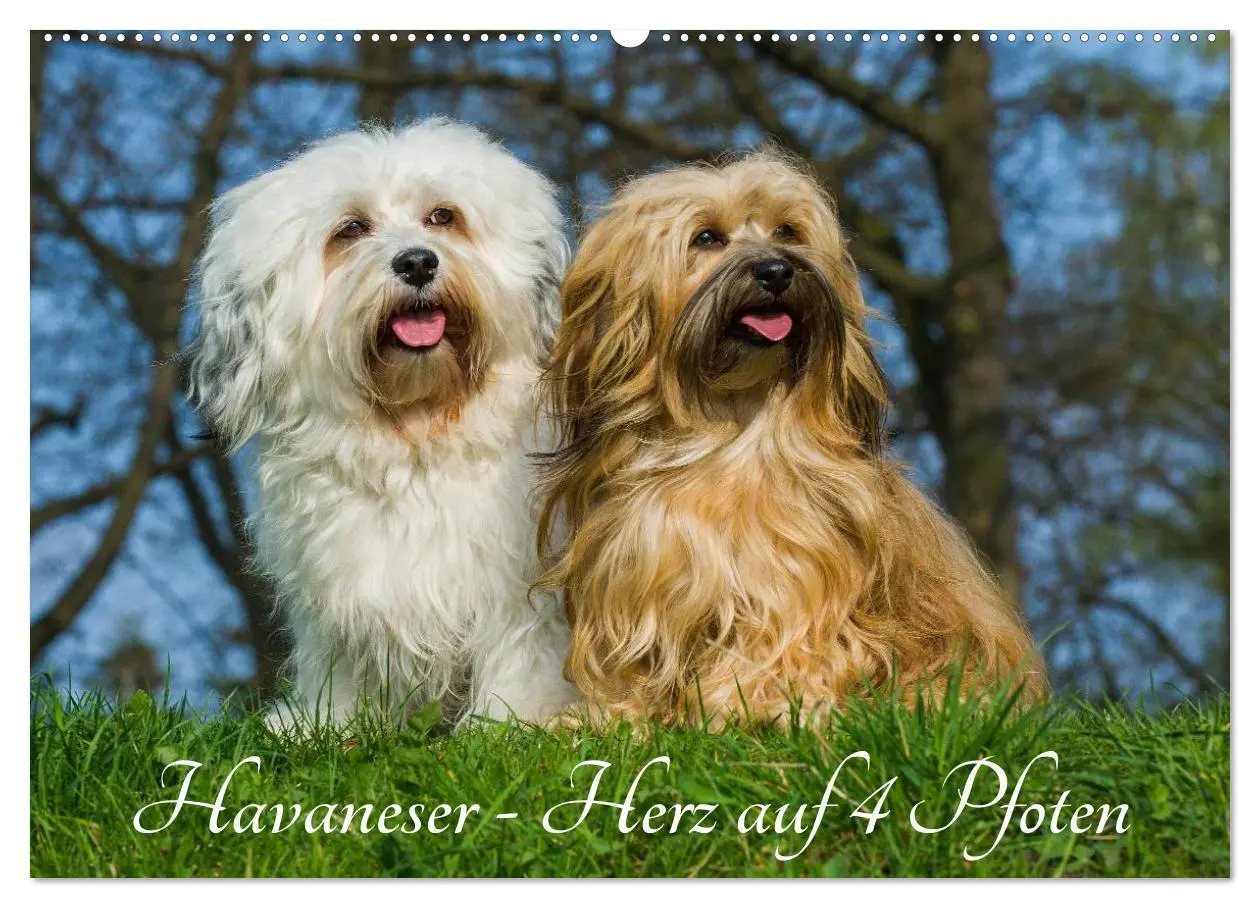 Cover: 9783516034301 | Havaneser - Herz auf 4 Pfoten (Wandkalender 2026 DIN A2 quer),...