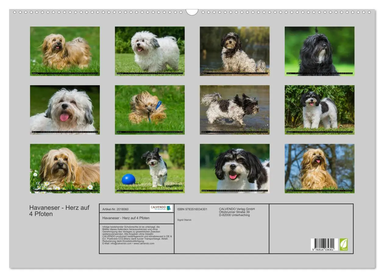 Bild: 9783516034301 | Havaneser - Herz auf 4 Pfoten (Wandkalender 2026 DIN A2 quer),...