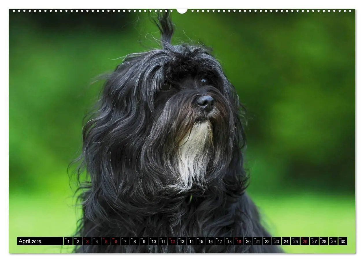 Bild: 9783516034301 | Havaneser - Herz auf 4 Pfoten (Wandkalender 2026 DIN A2 quer),...