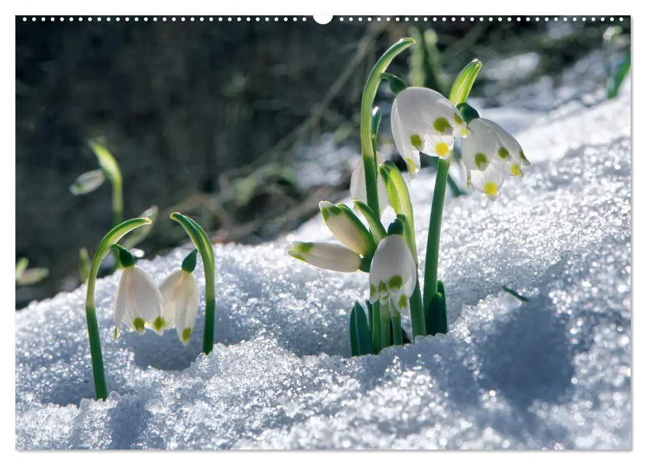 Bild: 9783435214501 | Mein Donautal (hochwertiger Premium Wandkalender 2025 DIN A2 quer),...