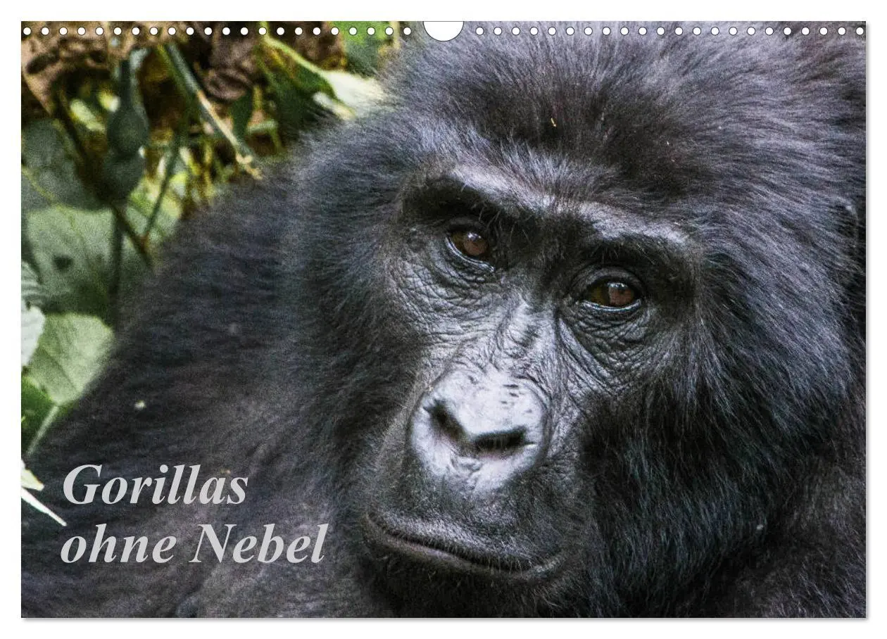 Cover: 9783457854501 | Gorillas ohne Nebel (Wandkalender 2026 DIN A3 quer), CALVENDO...