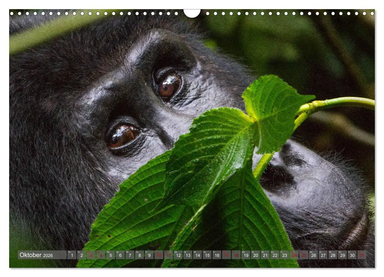 Bild: 9783457854501 | Gorillas ohne Nebel (Wandkalender 2026 DIN A3 quer), CALVENDO...