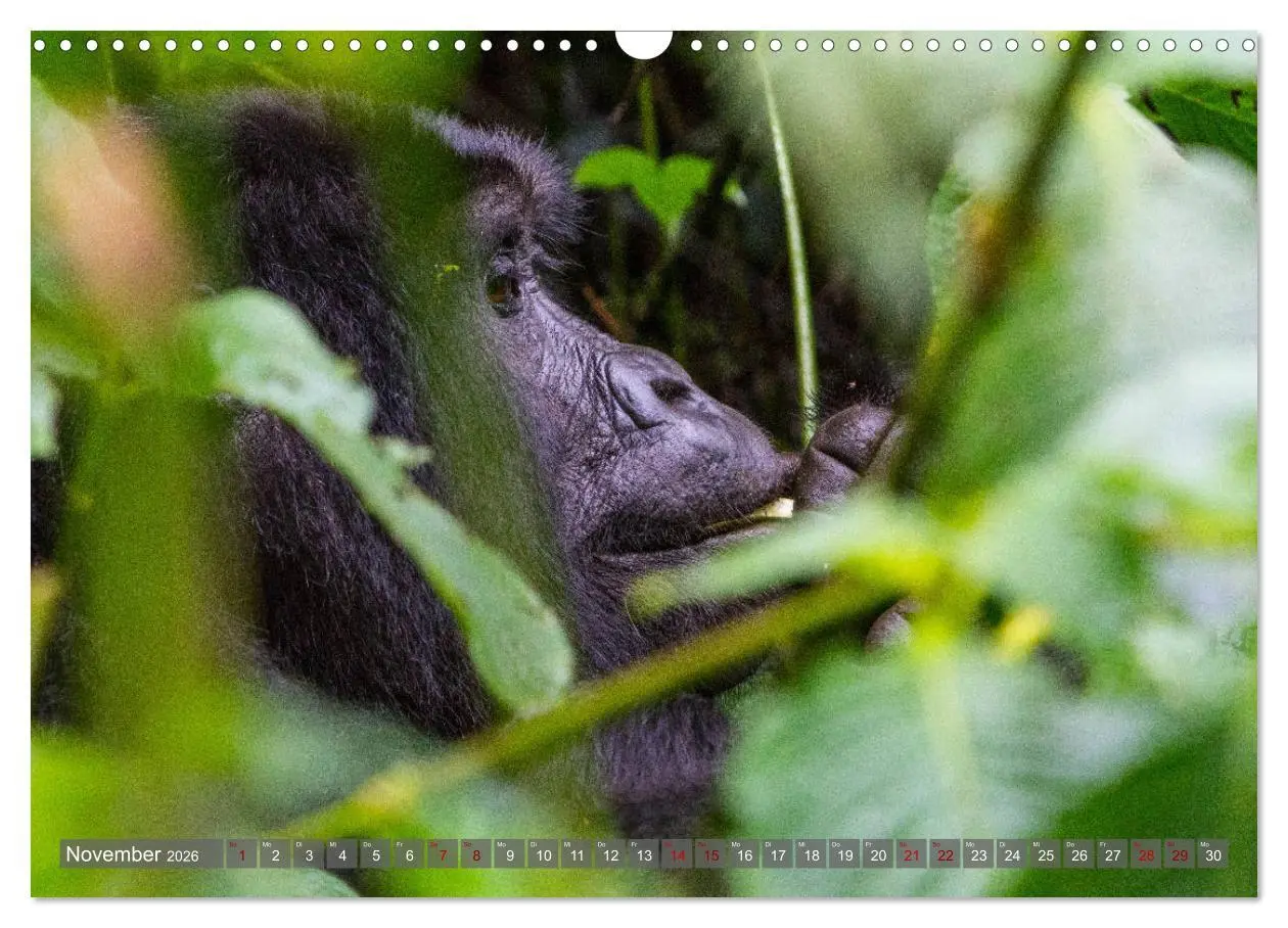 Bild: 9783457854501 | Gorillas ohne Nebel (Wandkalender 2026 DIN A3 quer), CALVENDO...