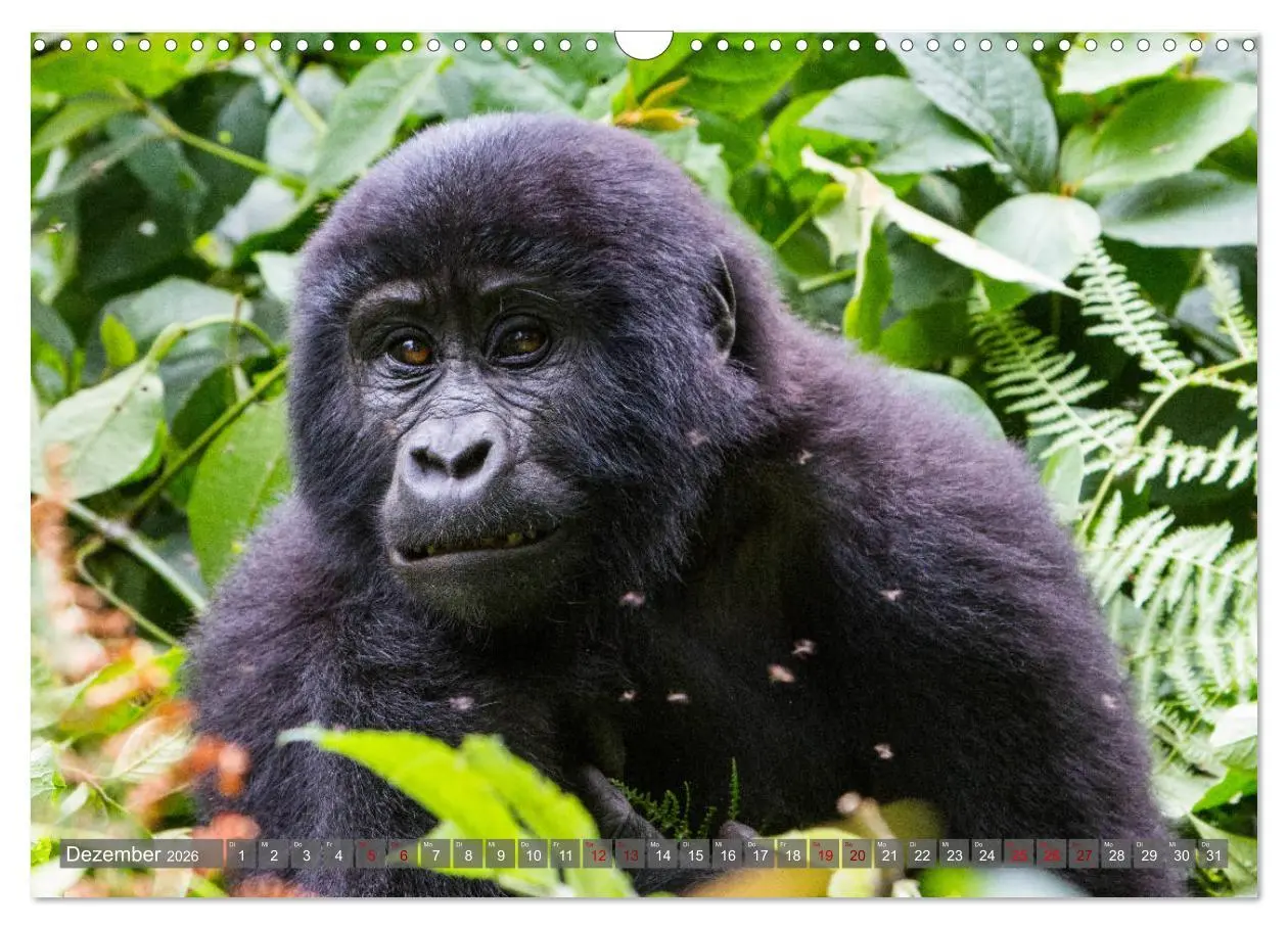 Bild: 9783457854501 | Gorillas ohne Nebel (Wandkalender 2026 DIN A3 quer), CALVENDO...