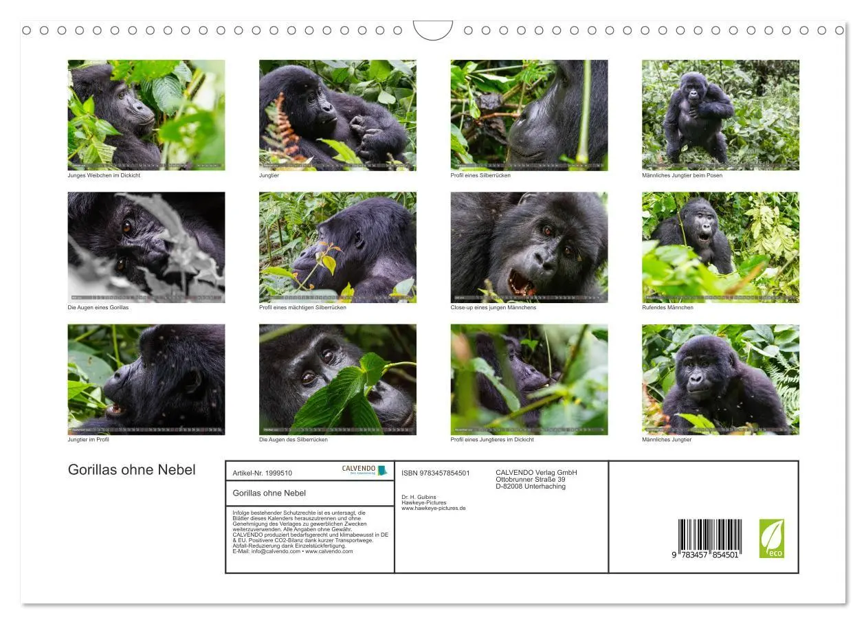 Bild: 9783457854501 | Gorillas ohne Nebel (Wandkalender 2026 DIN A3 quer), CALVENDO...