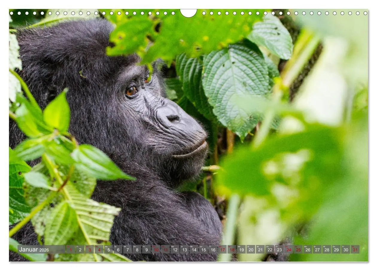 Bild: 9783457854501 | Gorillas ohne Nebel (Wandkalender 2026 DIN A3 quer), CALVENDO...