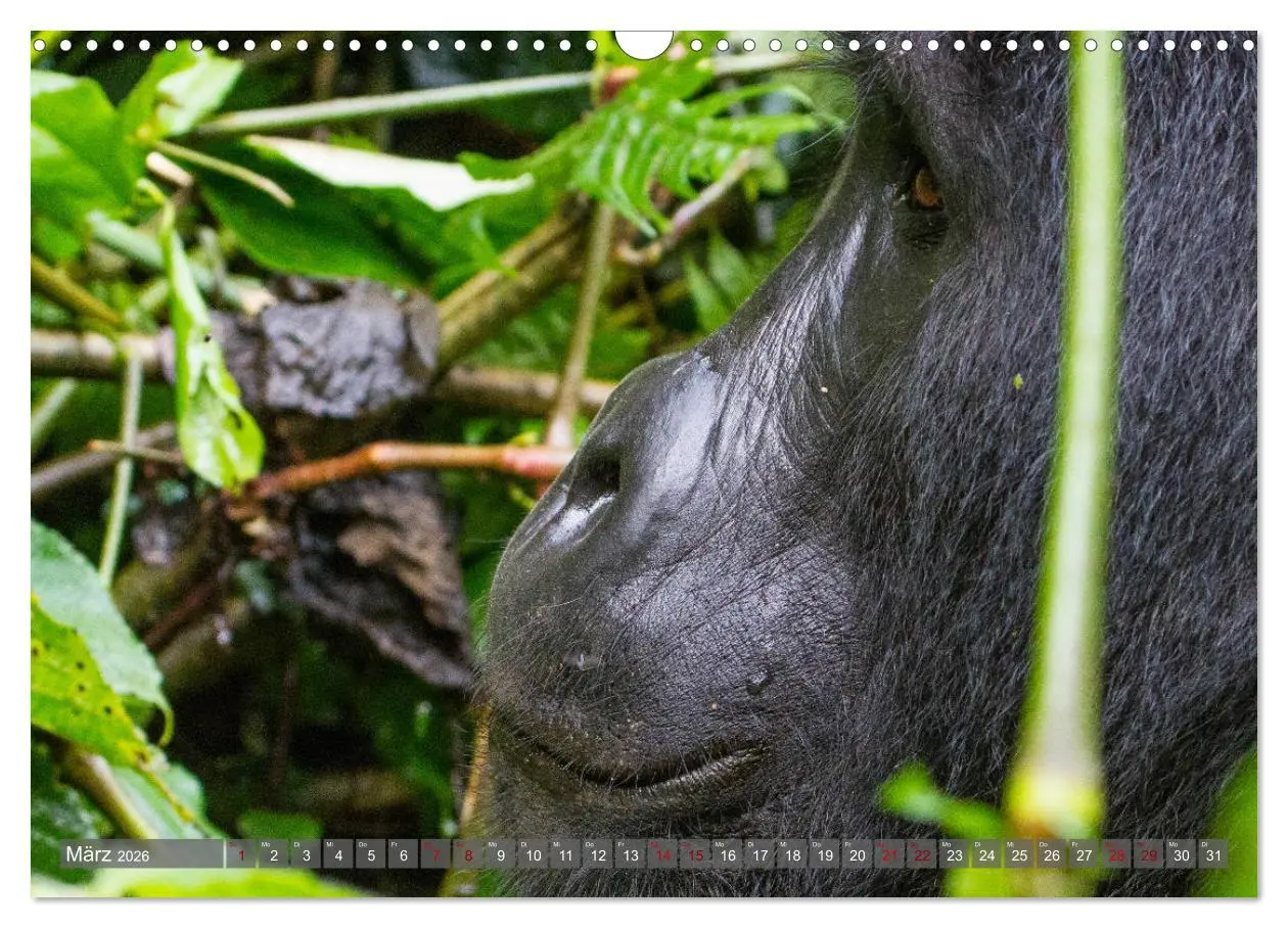 Bild: 9783457854501 | Gorillas ohne Nebel (Wandkalender 2026 DIN A3 quer), CALVENDO...