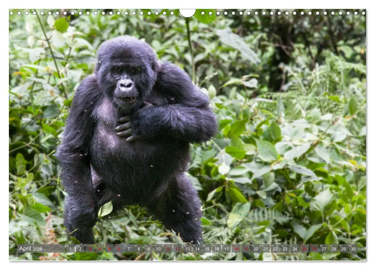 Bild: 9783457854501 | Gorillas ohne Nebel (Wandkalender 2026 DIN A3 quer), CALVENDO...