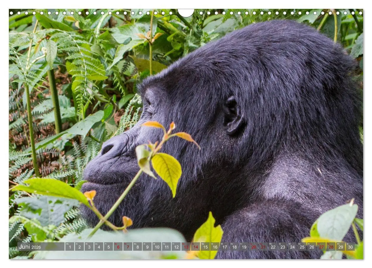 Bild: 9783457854501 | Gorillas ohne Nebel (Wandkalender 2026 DIN A3 quer), CALVENDO...