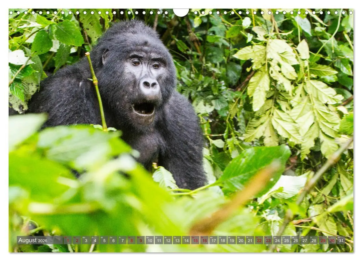 Bild: 9783457854501 | Gorillas ohne Nebel (Wandkalender 2026 DIN A3 quer), CALVENDO...