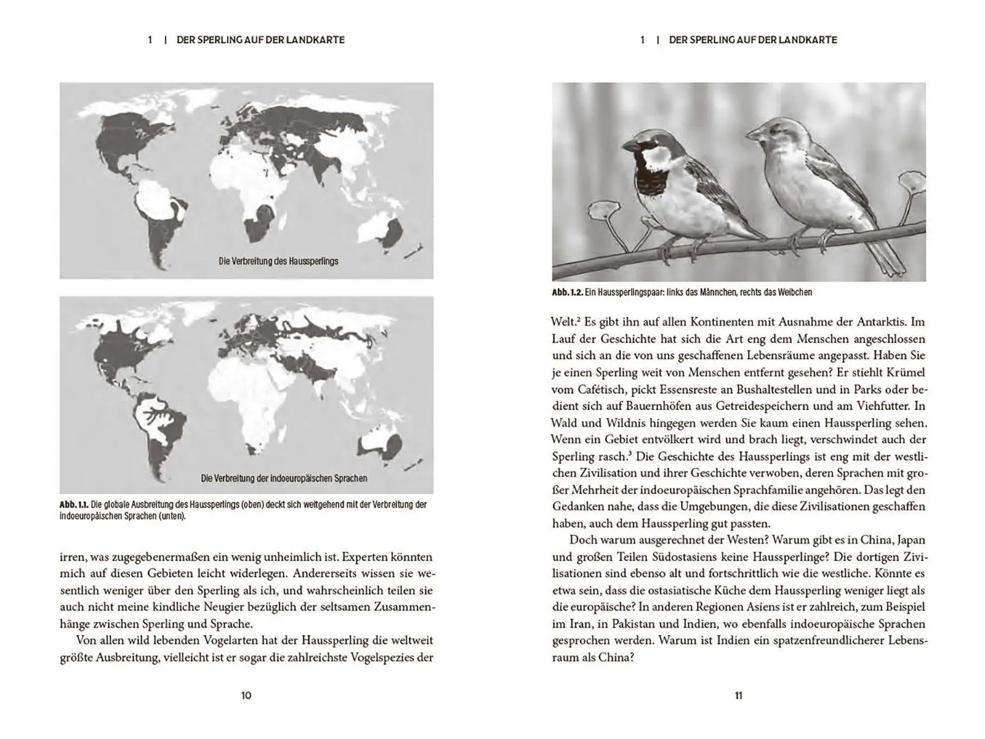 Bild: 9783258084701 | Der Spatz | Ein kleiner Vogel mit großer Geschichte | Saetre | Buch