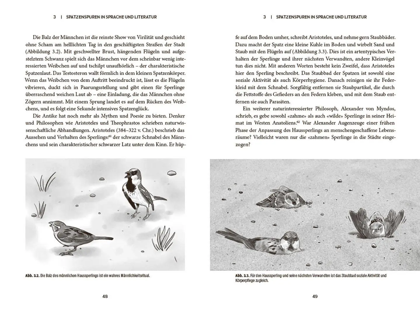 Bild: 9783258084701 | Der Spatz | Ein kleiner Vogel mit großer Geschichte | Saetre | Buch