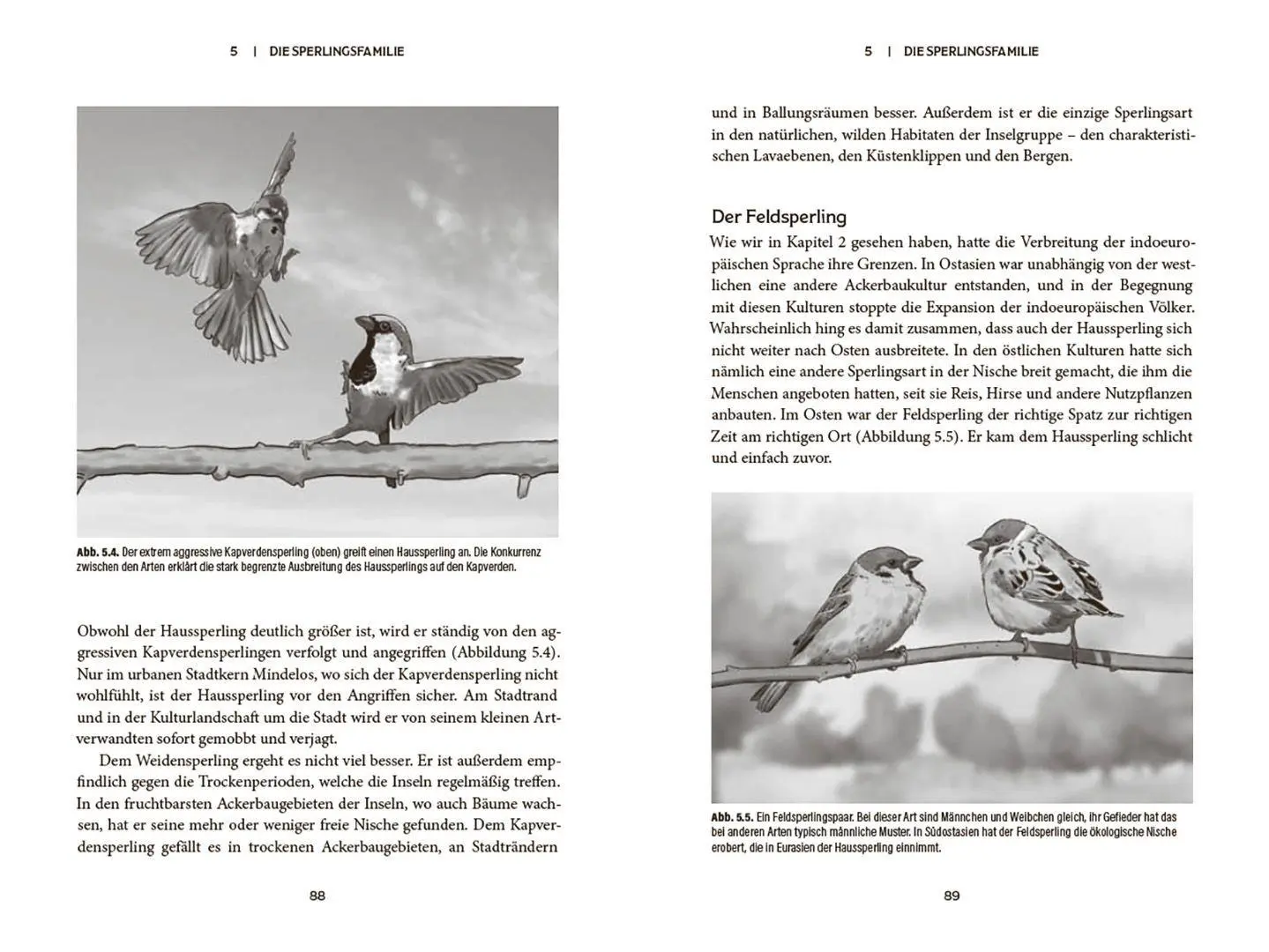 Bild: 9783258084701 | Der Spatz | Ein kleiner Vogel mit großer Geschichte | Saetre | Buch