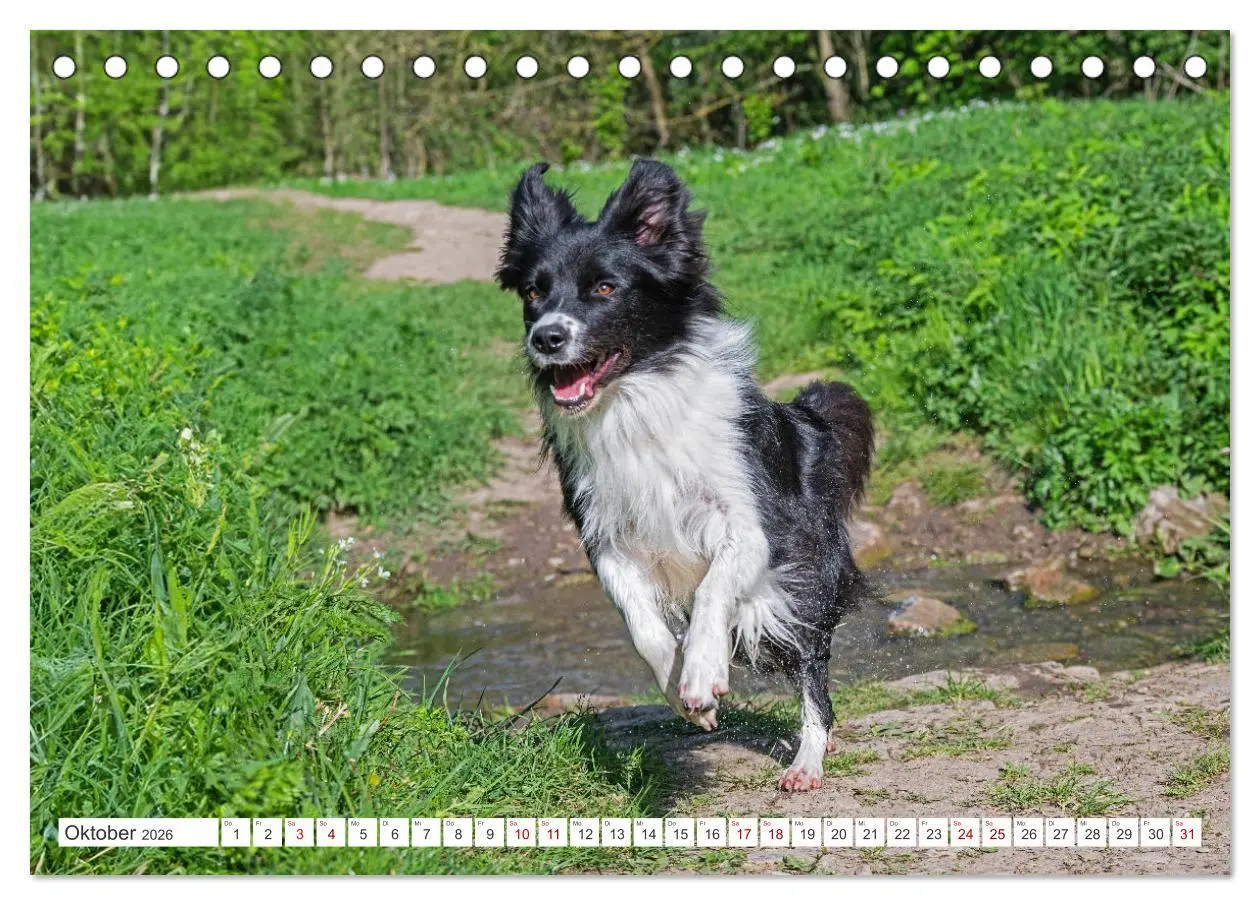 Bild: 9783457384701 | Border Collie - Das Universalgenie unter den Hunden (Tischkalender...