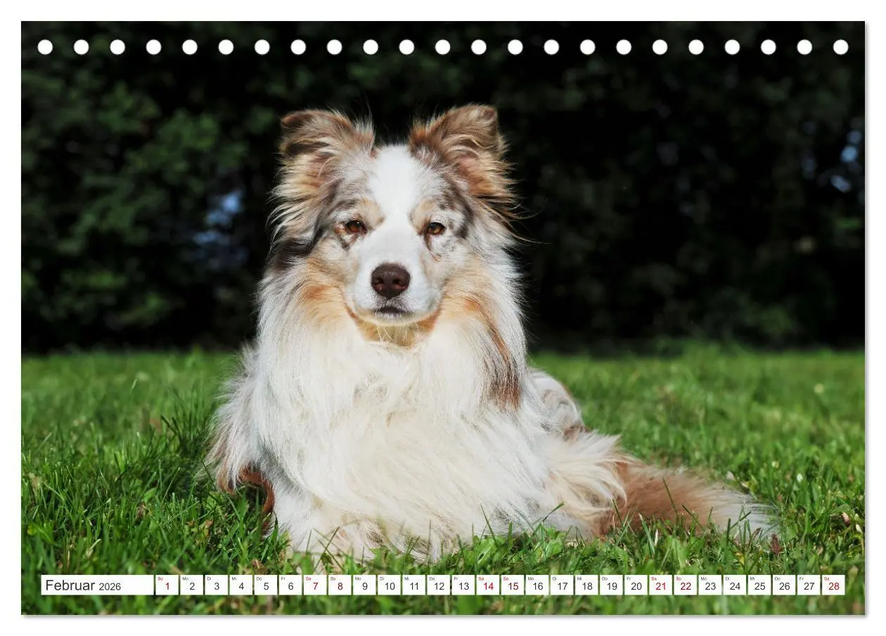 Bild: 9783457384701 | Border Collie - Das Universalgenie unter den Hunden (Tischkalender...