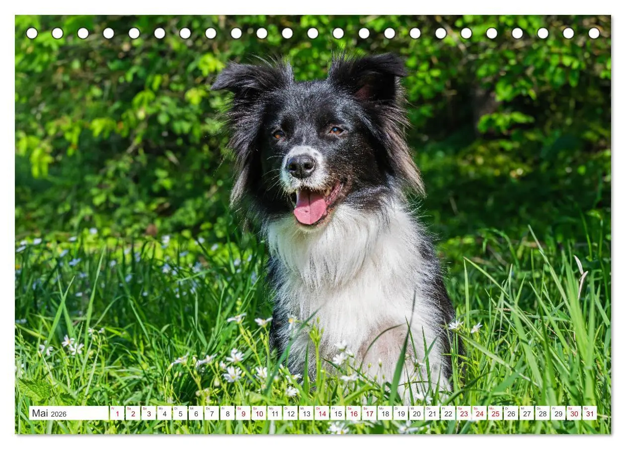 Bild: 9783457384701 | Border Collie - Das Universalgenie unter den Hunden (Tischkalender...
