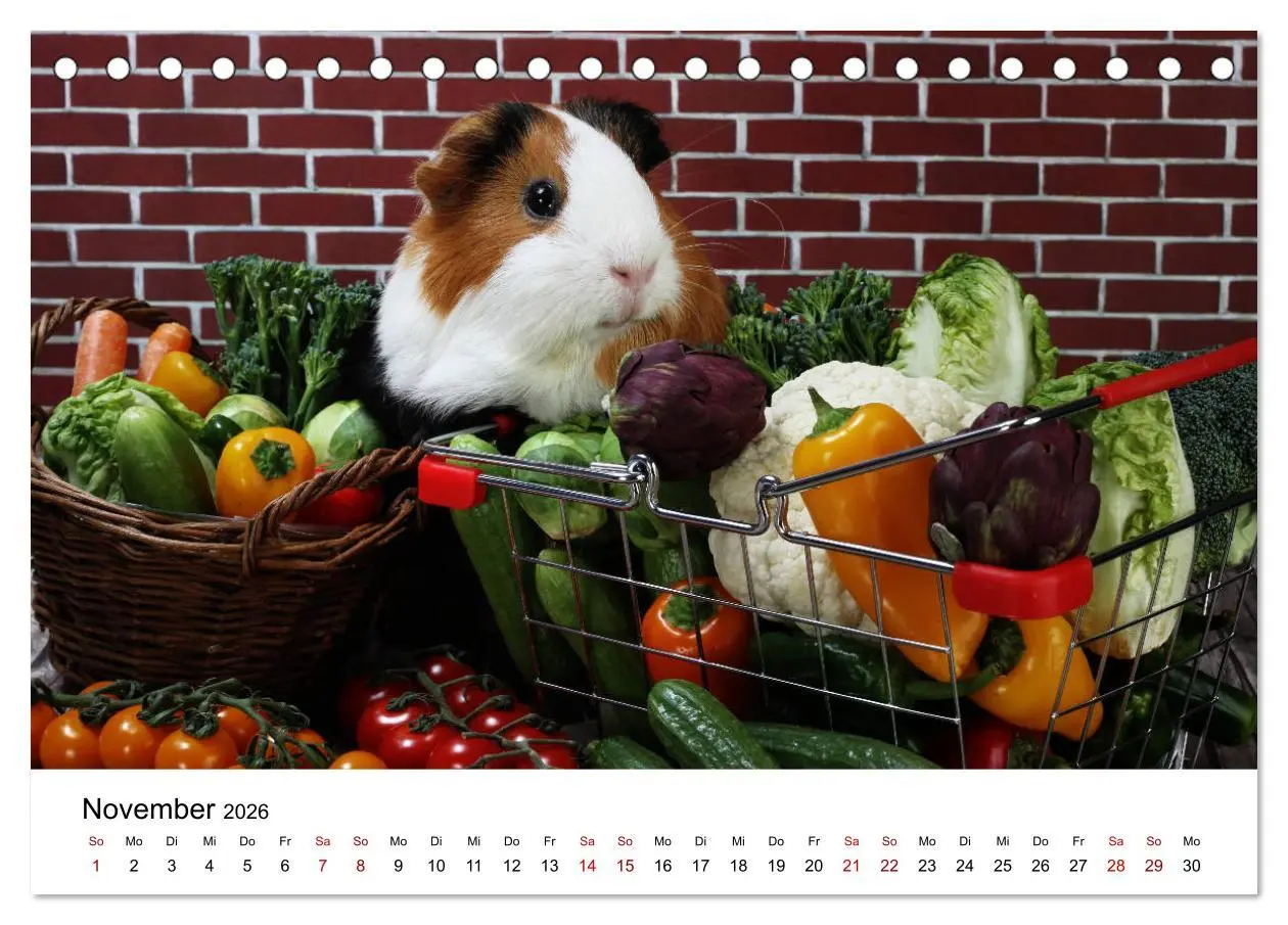 Bild: 9783457904701 | Unsere Meerschweinchen (Tischkalender 2026 DIN A5 quer), CALVENDO...