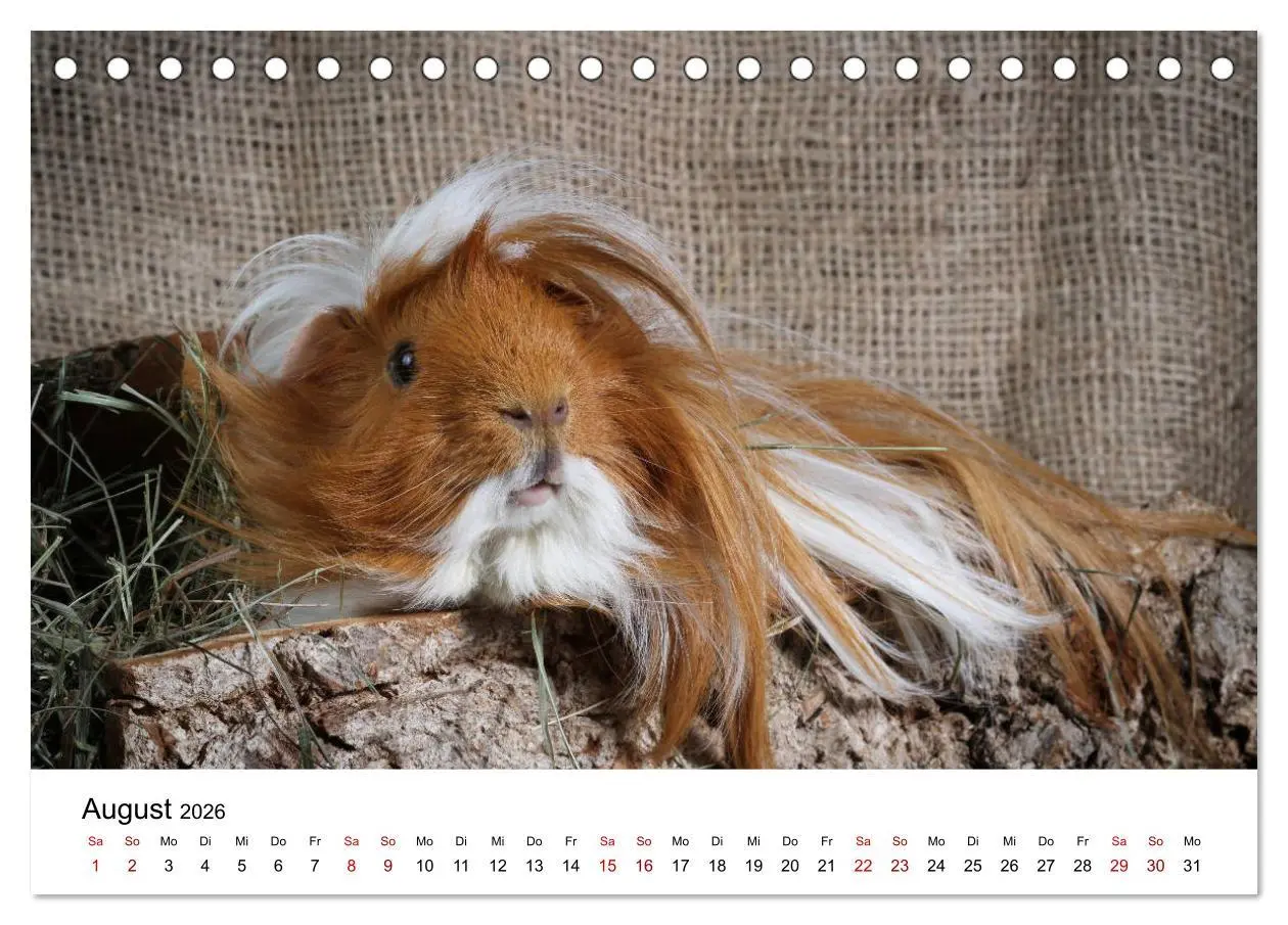 Bild: 9783457904701 | Unsere Meerschweinchen (Tischkalender 2026 DIN A5 quer), CALVENDO...