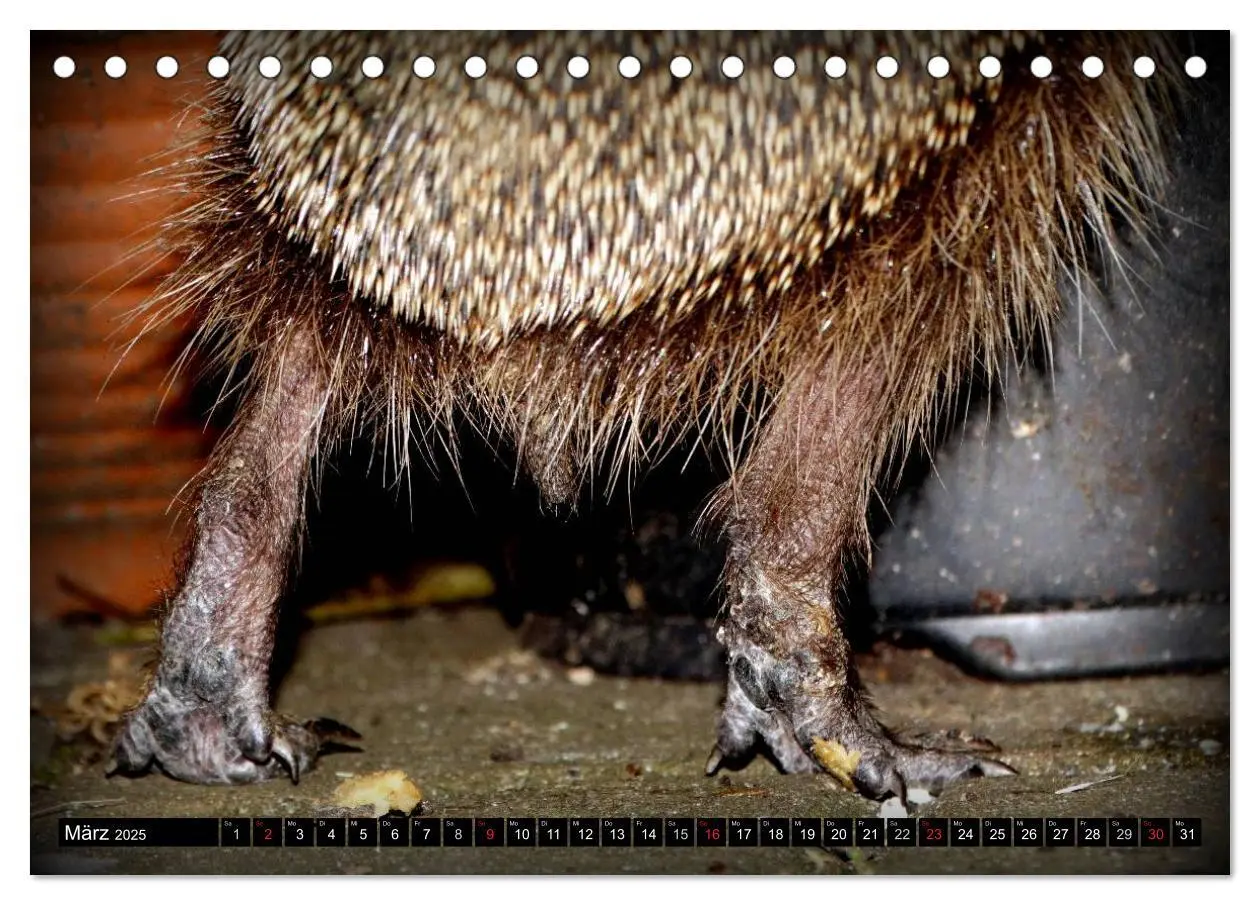 Bild: 9783435584901 | Meine Igel (Tischkalender 2025 DIN A5 quer), CALVENDO Monatskalender