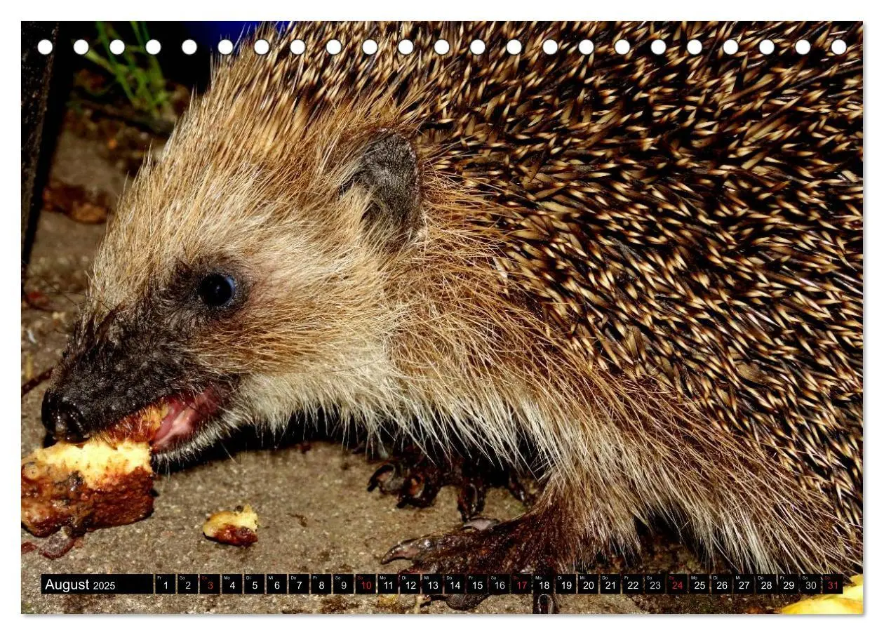 Bild: 9783435584901 | Meine Igel (Tischkalender 2025 DIN A5 quer), CALVENDO Monatskalender