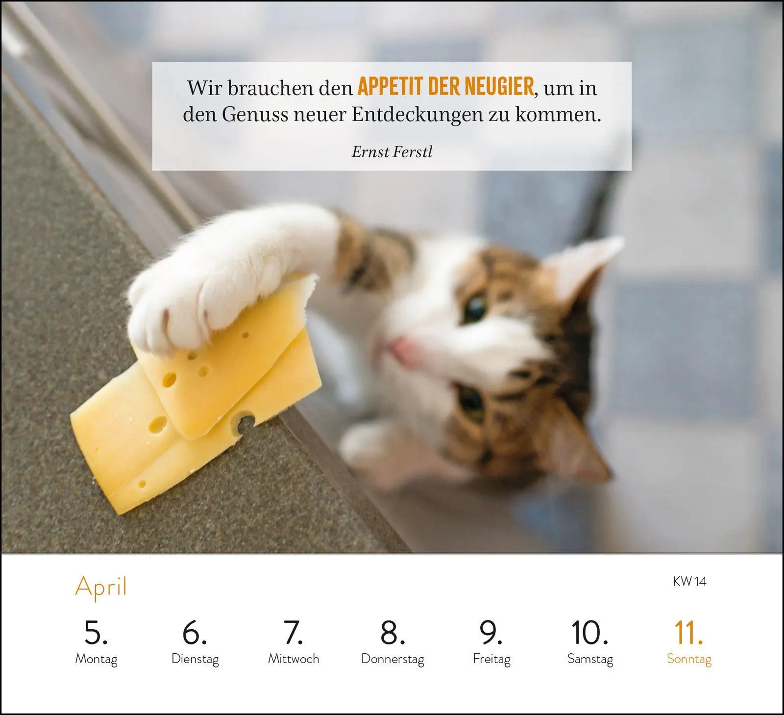 Bild: 4036442015001 | Wochenkalender 2027: Kluge Katzen | Groh Verlag | Kalender | 108 S.