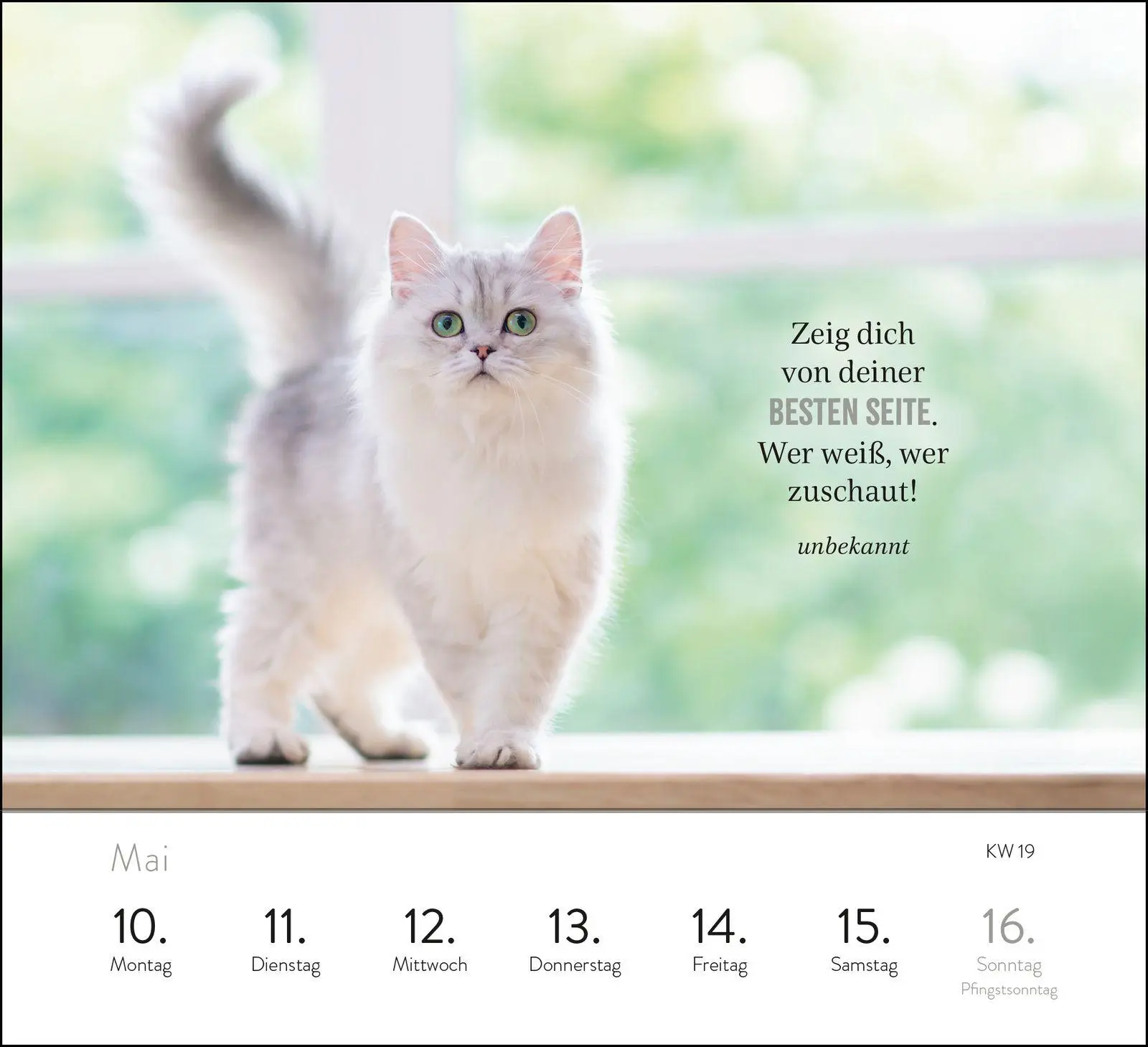 Bild: 4036442015001 | Wochenkalender 2027: Kluge Katzen | Groh Verlag | Kalender | 108 S.
