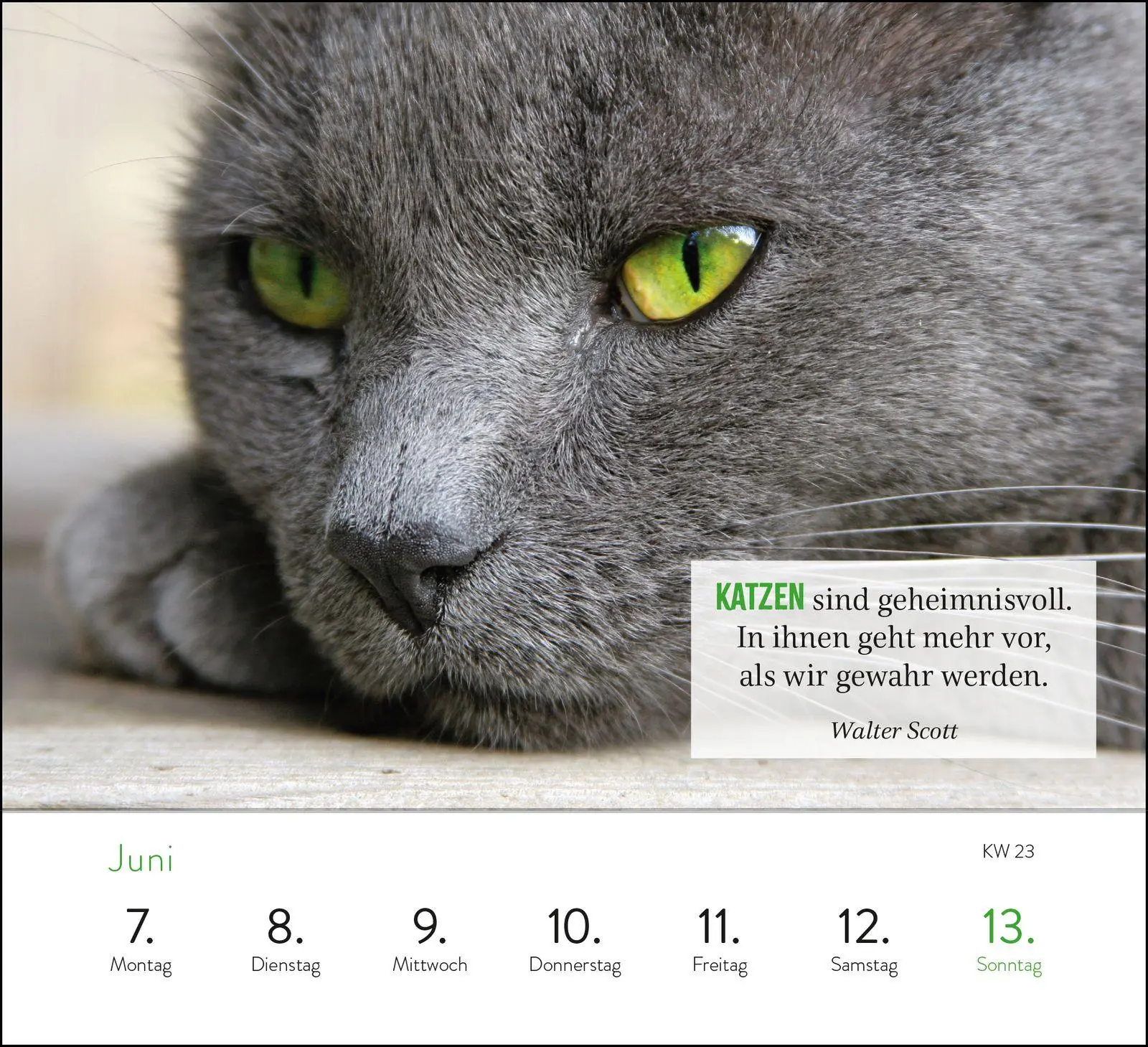 Bild: 4036442015001 | Wochenkalender 2027: Kluge Katzen | Groh Verlag | Kalender | 108 S.