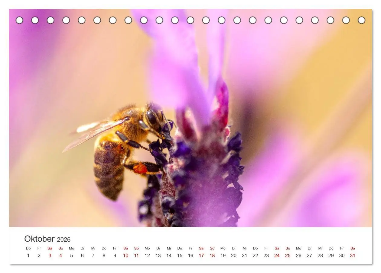 Bild: 9783457565001 | Lavendel - Die violette Wunderblume (Tischkalender 2026 DIN A5...
