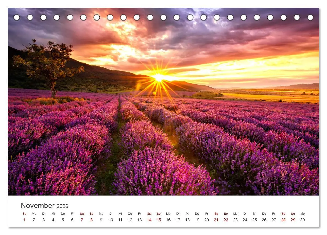 Bild: 9783457565001 | Lavendel - Die violette Wunderblume (Tischkalender 2026 DIN A5...