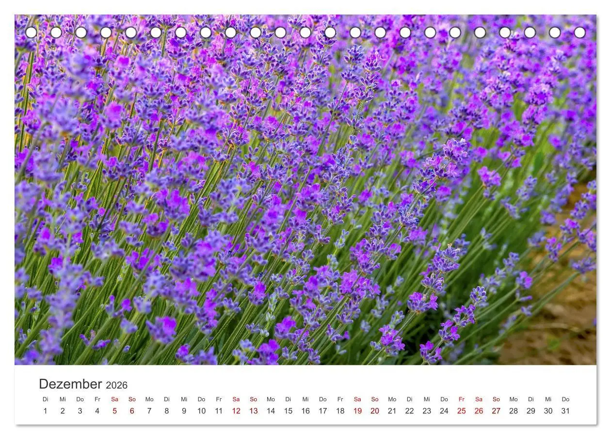 Bild: 9783457565001 | Lavendel - Die violette Wunderblume (Tischkalender 2026 DIN A5...