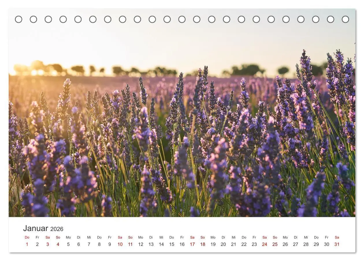 Bild: 9783457565001 | Lavendel - Die violette Wunderblume (Tischkalender 2026 DIN A5...