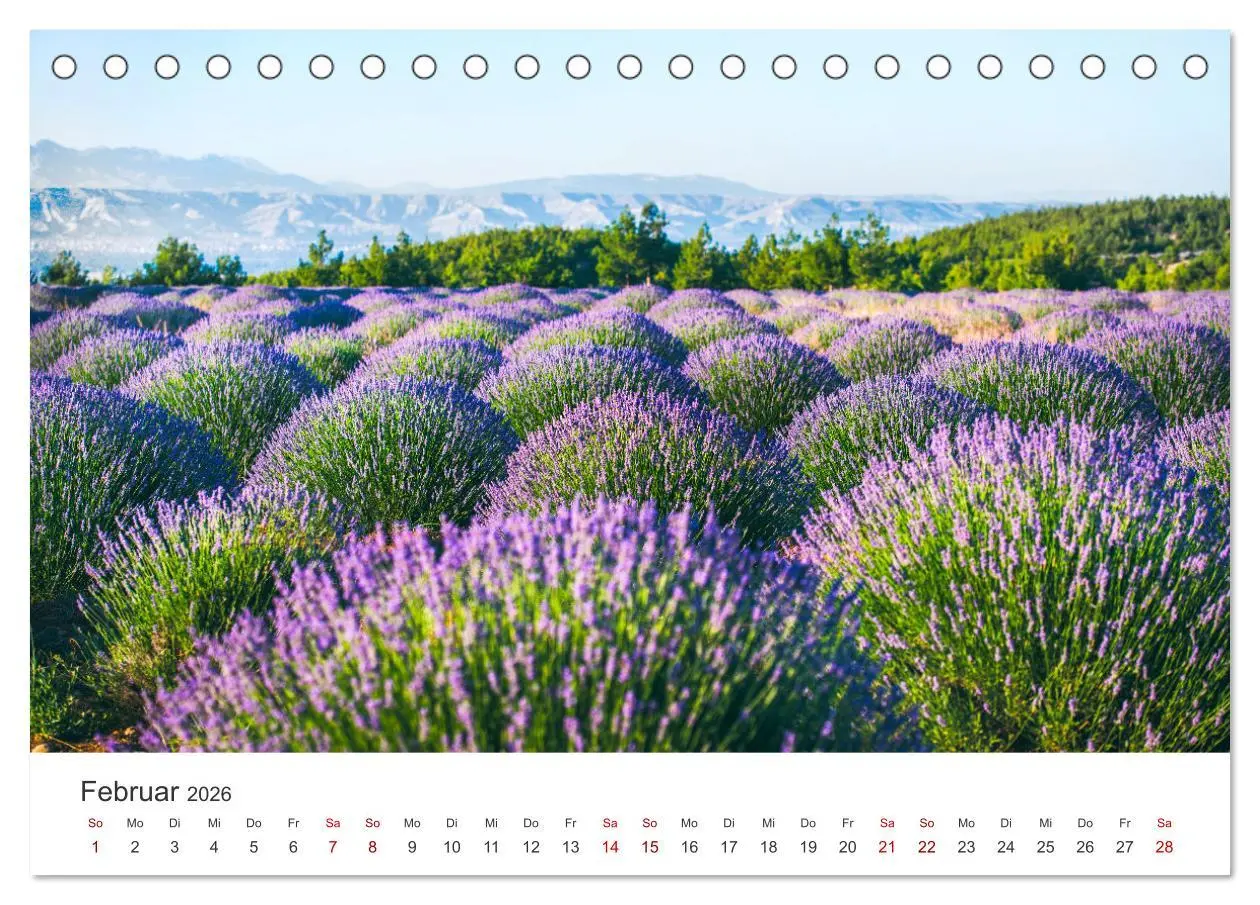 Bild: 9783457565001 | Lavendel - Die violette Wunderblume (Tischkalender 2026 DIN A5...