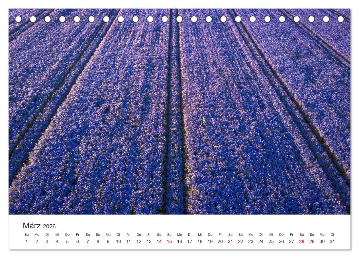 Bild: 9783457565001 | Lavendel - Die violette Wunderblume (Tischkalender 2026 DIN A5...