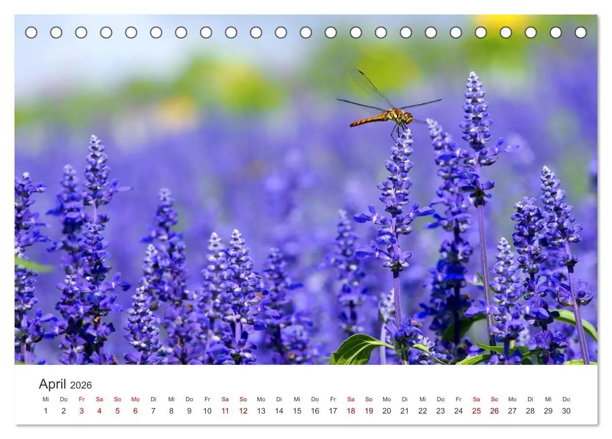 Bild: 9783457565001 | Lavendel - Die violette Wunderblume (Tischkalender 2026 DIN A5...