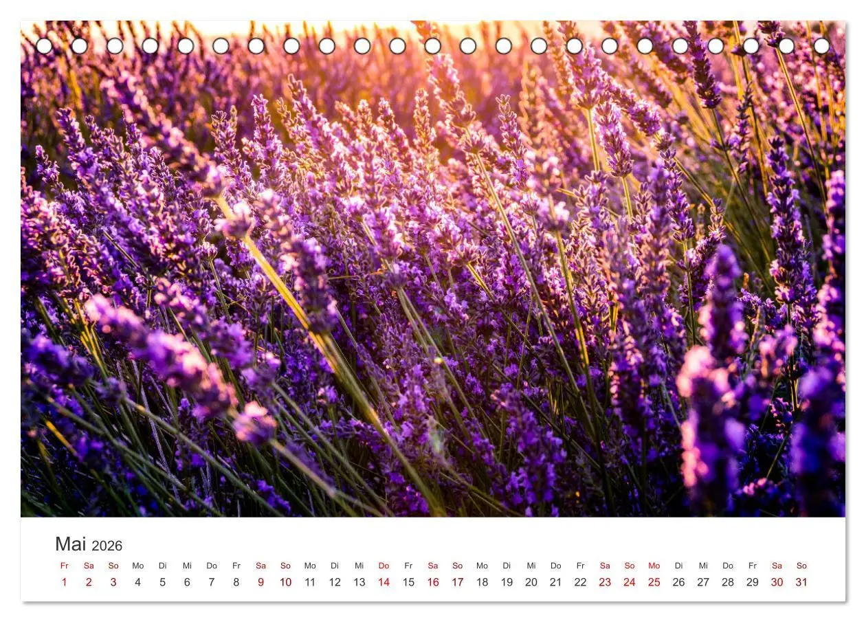 Bild: 9783457565001 | Lavendel - Die violette Wunderblume (Tischkalender 2026 DIN A5...