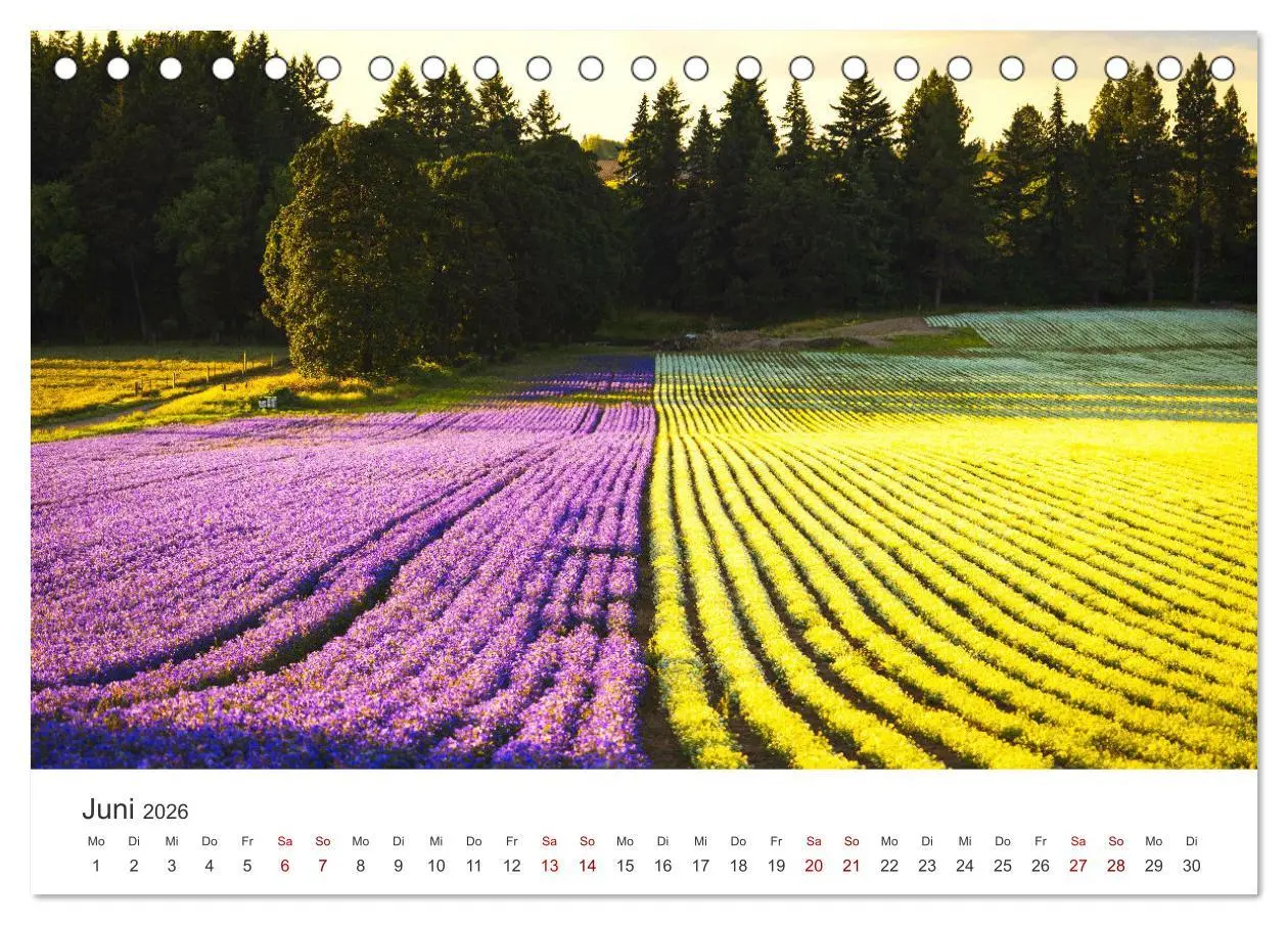Bild: 9783457565001 | Lavendel - Die violette Wunderblume (Tischkalender 2026 DIN A5...