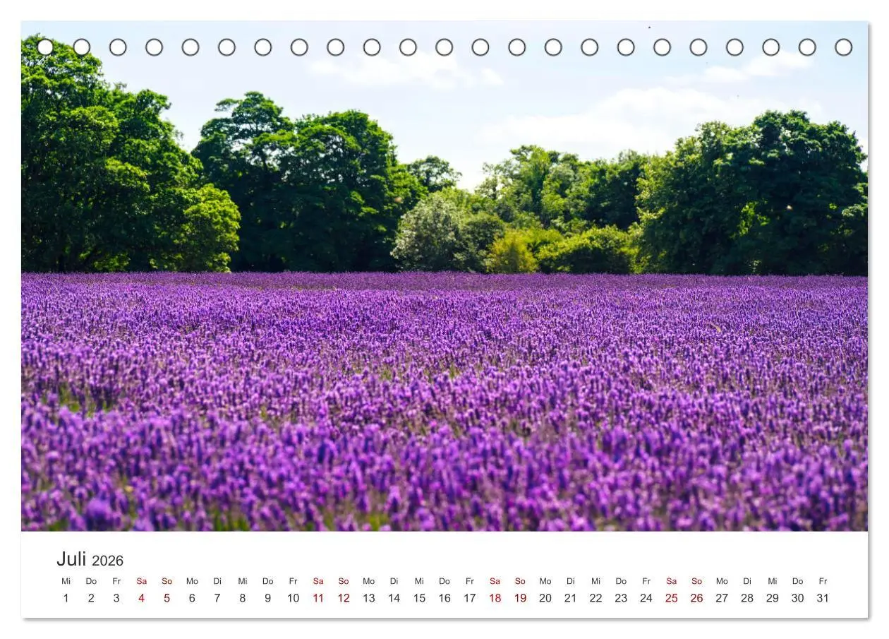 Bild: 9783457565001 | Lavendel - Die violette Wunderblume (Tischkalender 2026 DIN A5...