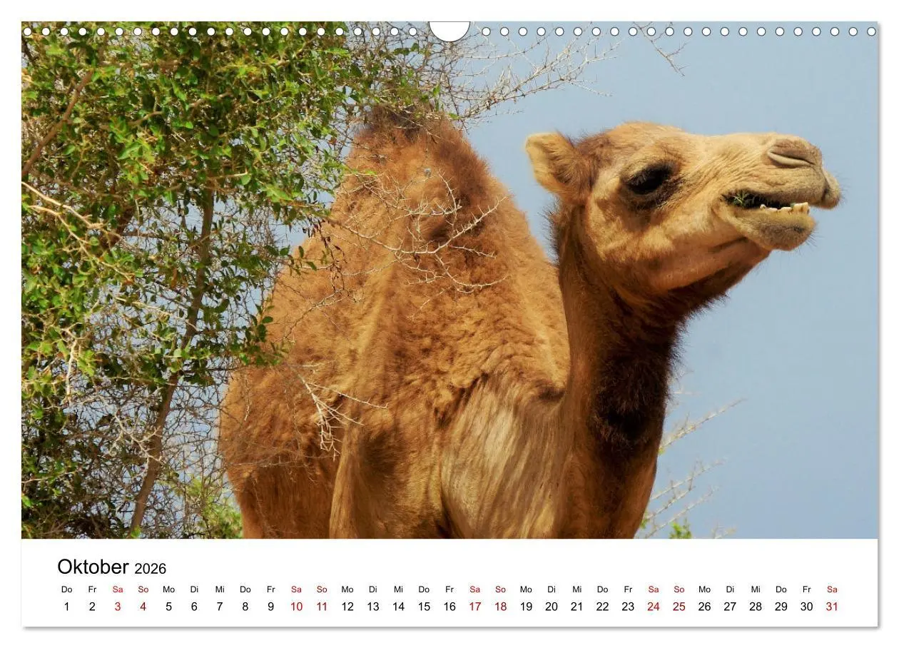 Bild: 9783457635001 | KAMELE... eine Reise durch den Oman. (Wandkalender 2026 DIN A3...