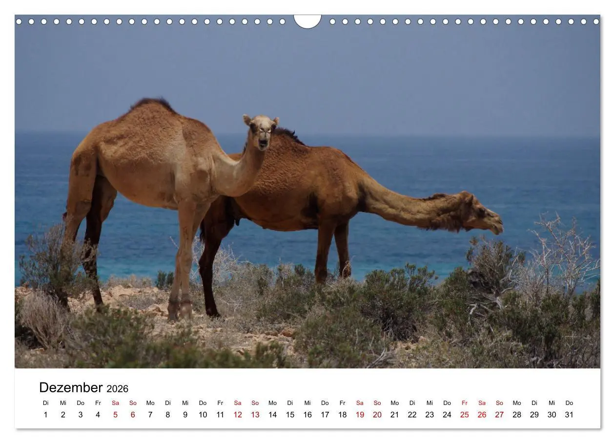 Bild: 9783457635001 | KAMELE... eine Reise durch den Oman. (Wandkalender 2026 DIN A3...