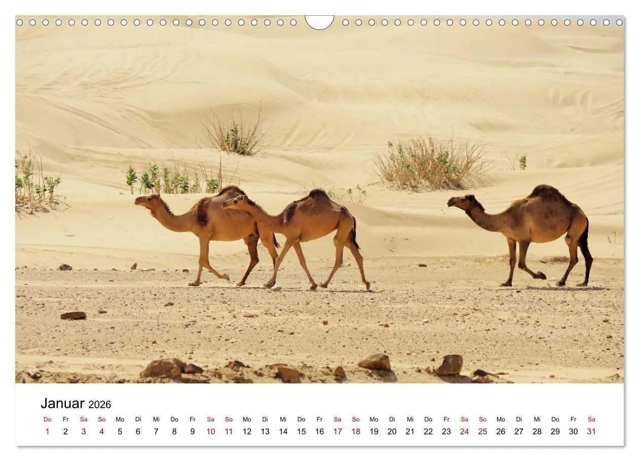 Bild: 9783457635001 | KAMELE... eine Reise durch den Oman. (Wandkalender 2026 DIN A3...