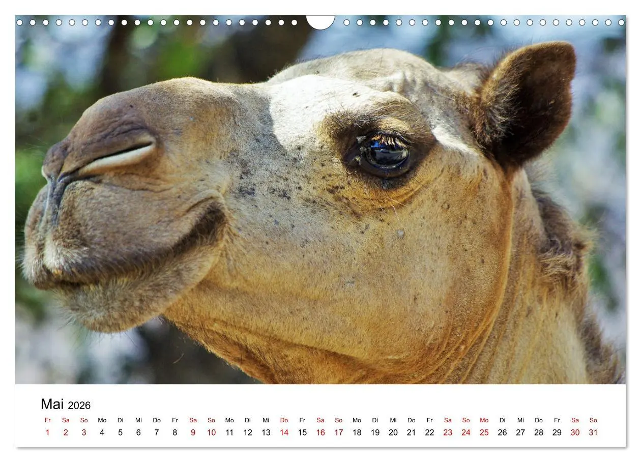 Bild: 9783457635001 | KAMELE... eine Reise durch den Oman. (Wandkalender 2026 DIN A3...