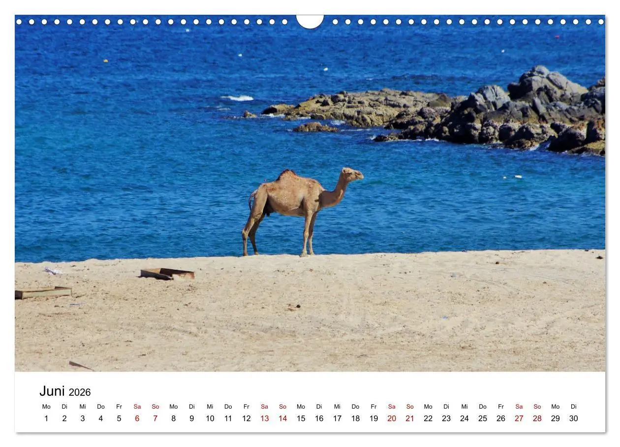 Bild: 9783457635001 | KAMELE... eine Reise durch den Oman. (Wandkalender 2026 DIN A3...