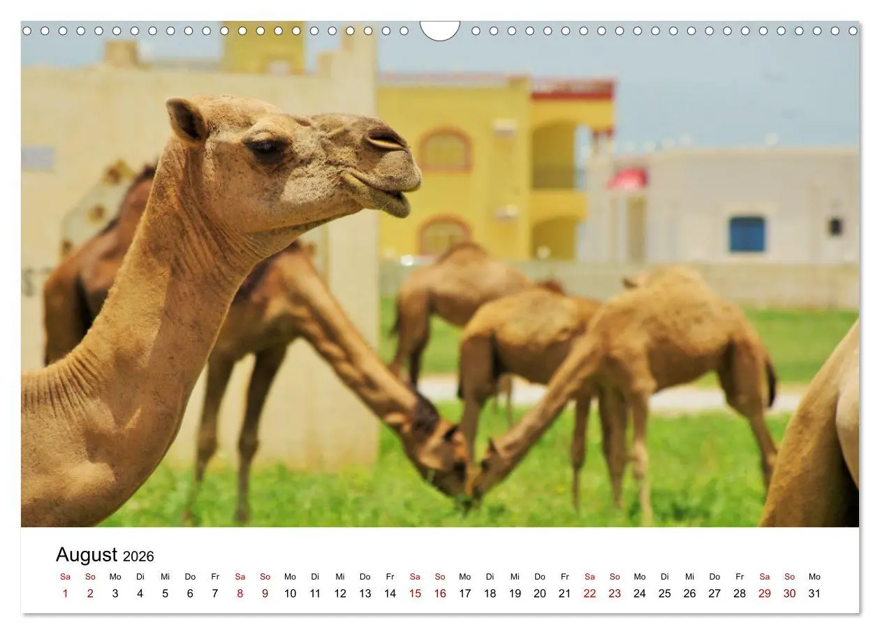 Bild: 9783457635001 | KAMELE... eine Reise durch den Oman. (Wandkalender 2026 DIN A3...