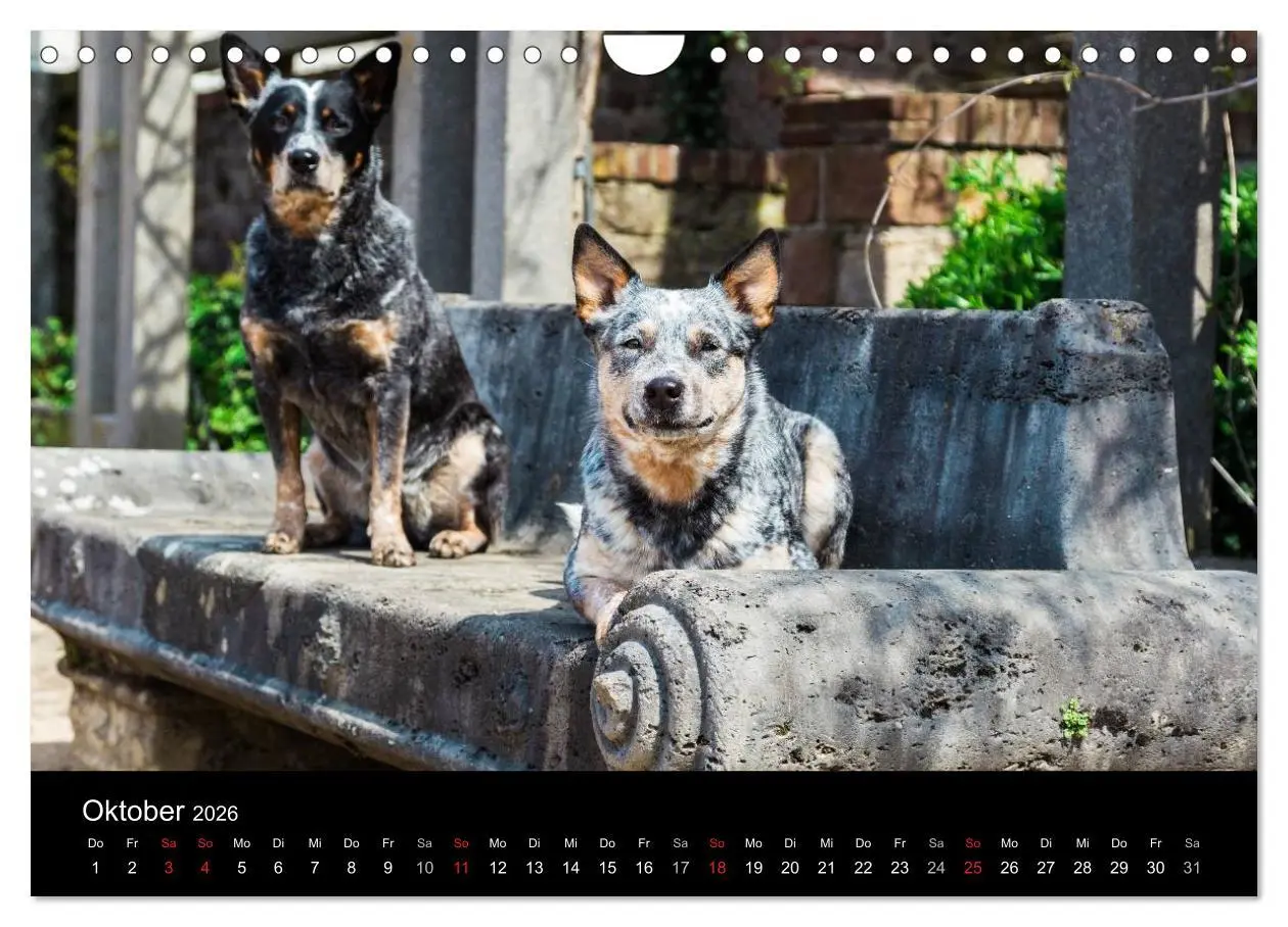 Bild: 9783457945001 | Australian Cattle Dogs zwischen Kunst und Kultur (Wandkalender 2026...