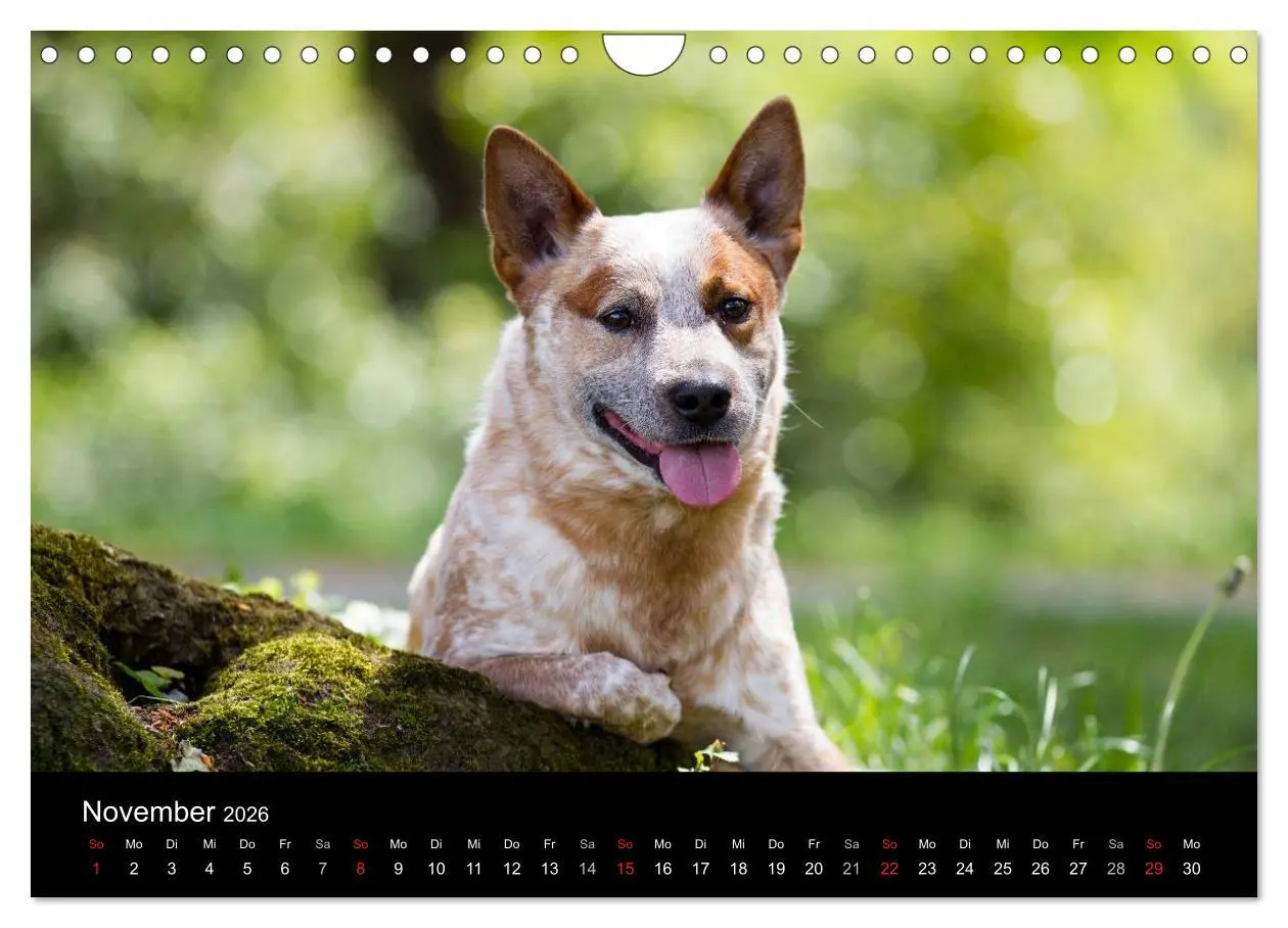 Bild: 9783457945001 | Australian Cattle Dogs zwischen Kunst und Kultur (Wandkalender 2026...