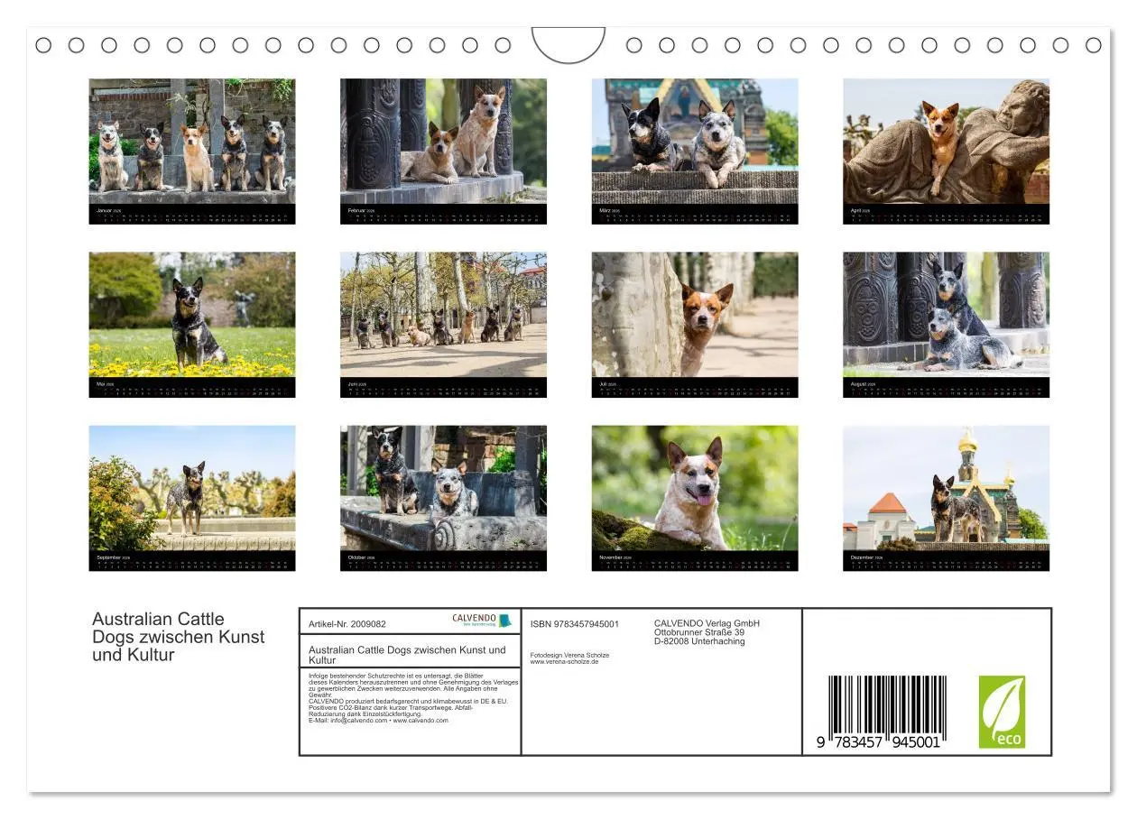 Bild: 9783457945001 | Australian Cattle Dogs zwischen Kunst und Kultur (Wandkalender 2026...